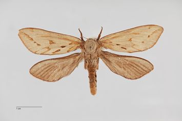 Vorschaubild Hepialus humuli thulensis f. albida Bytinski-Salz, 1939